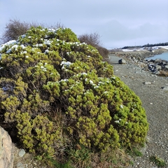 Veronica cupressoides