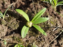 Polygonatum qinghaiense