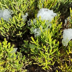 Veronica cupressoides
