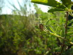Neoscona adianta