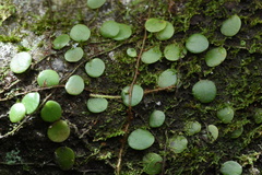Lemmaphyllum microphyllum