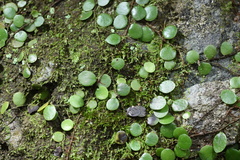 Lemmaphyllum microphyllum