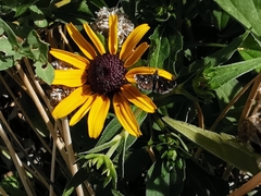 Heliothela wulfeniana