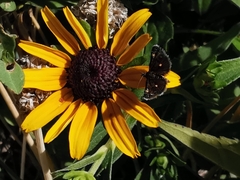 Heliothela wulfeniana