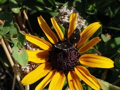 Heliothela wulfeniana