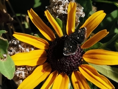 Heliothela wulfeniana