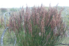 Thamnochortus paniculatus