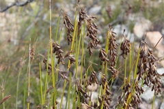 Thamnochortus paniculatus