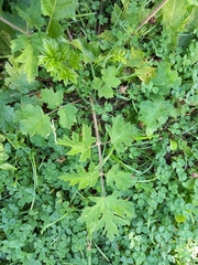 Heracleum sphondylium sibiricum