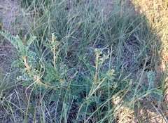 Caragana microphylla