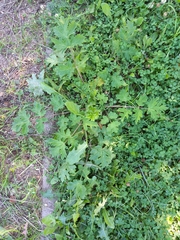 Heracleum sphondylium sibiricum