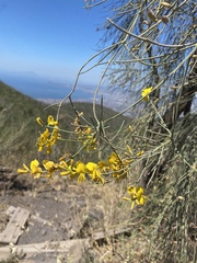 Spartium junceum