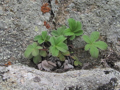 Potentilla brachypetala
