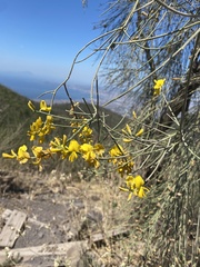 Spartium junceum