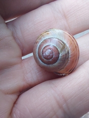 Cepaea