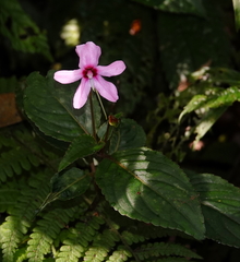 Impatiens javensis