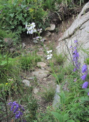 Hesperis matronalis voronovii