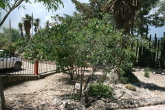 Senegalia reniformis