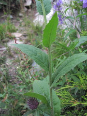 Hesperis matronalis voronovii