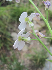 Hesperis matronalis voronovii
