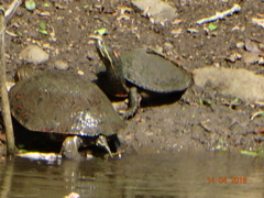 Trachemys venusta cataspila
