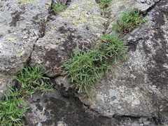 Campanula saxifraga