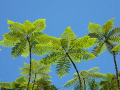 Cyathea alata