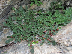 Rhamnus microcarpa