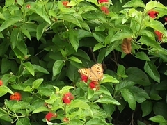 Junonia almana