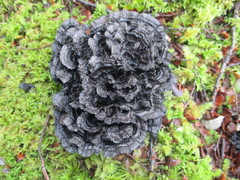 Phellodon sinclairii