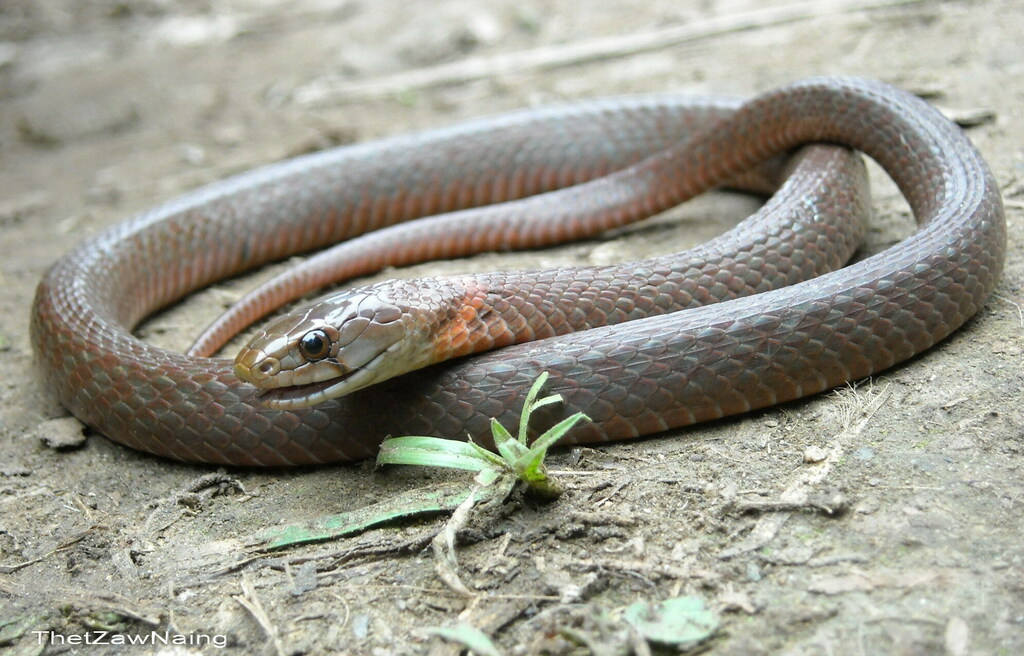 Leonard's Keelback