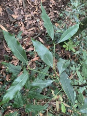 Beilschmiedia erythrophloia