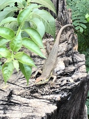 Trachylepis maculilabris