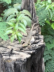 Trachylepis maculilabris