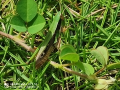 Acrididae