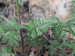 Sisymbrium lipskyi