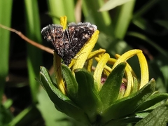 Heliothela
