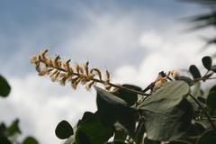 Senegalia reniformis