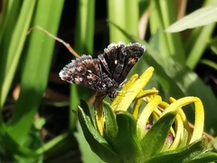 Heliothela