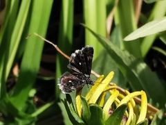 Heliothela
