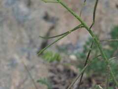 Sisymbrium lipskyi