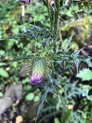 Cirsium ferum