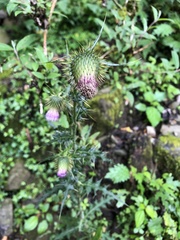 Cirsium ferum