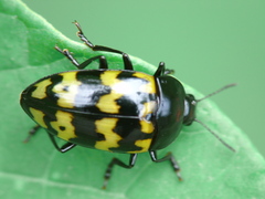 Iphiclus abdominalis