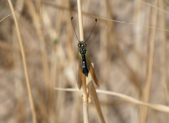 Libelloides ictericus