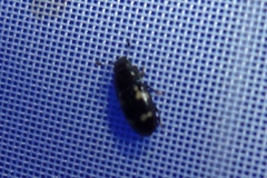 Glischrochilus quadriguttatus