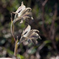 Gladiolus recurvus