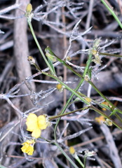 Goodenia dimorpha