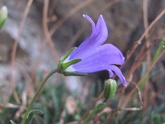 Campanula saxifraga