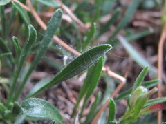 Campanula saxifraga